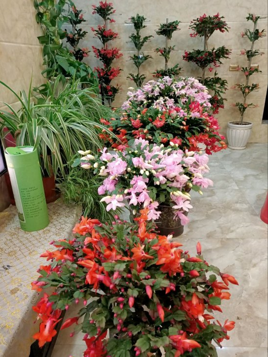 6種&OpenCurlyDoubleQuote;皮實花&rdquo;，管得越少越愛長，養成&OpenCurlyDoubleQuote;大花樹&rdquo;，高檔又貴氣