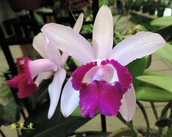 卡特蘭，雍容華麗，嬌豔多姿。譽稱&OpenCurlyDoubleQuote;洋蘭之王&rdquo;