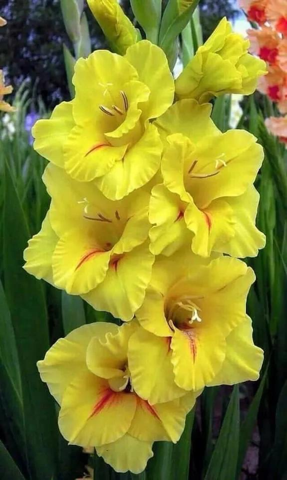 搖曳多姿的劍蘭 搖曳多姿的劍蘭