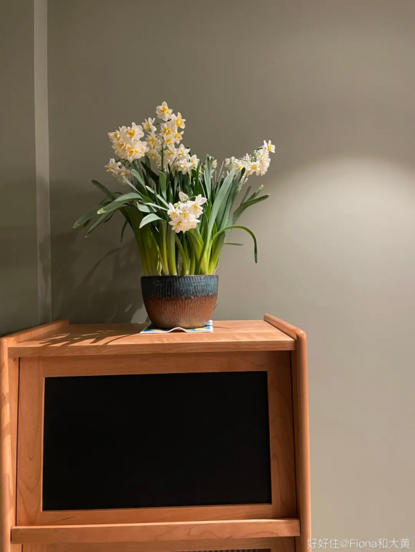 自帶年味!9種春節必備植物,現在買還來得及 自帶年味!9種春節必備植物,現在買還來得及