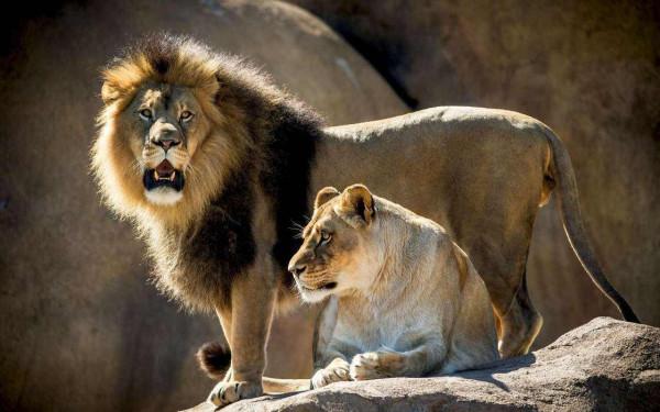 伊朗動物園一母獅開啟圍欄門咬死飼養員，帶著公獅在動物園裡閒逛