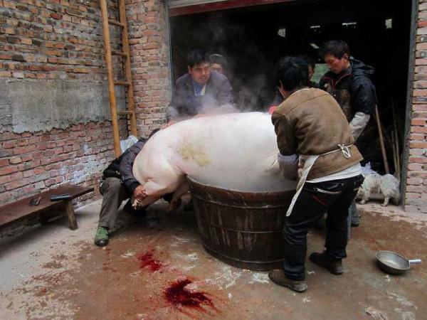 漲知識!農民殺豬自己吃可以,但千萬別賣,你知道為啥嗎? 漲知識!農民殺豬自己吃可以,但千萬別賣,你知道為啥嗎?