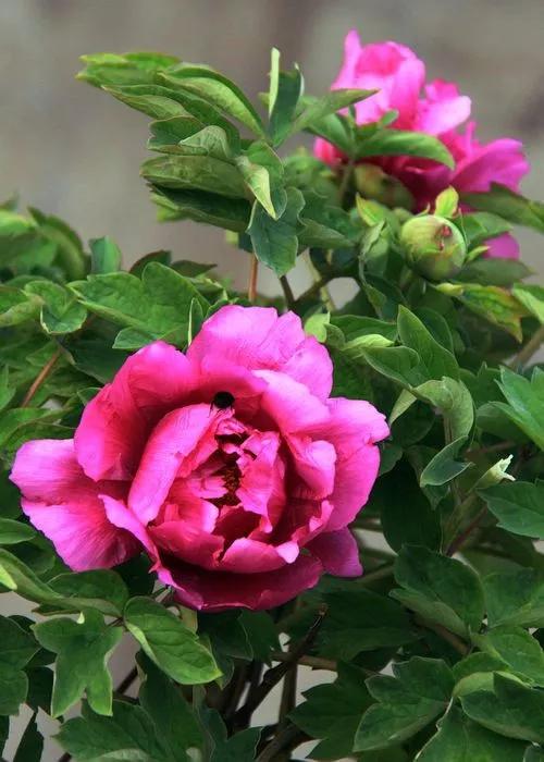 唐詩共賞（一）