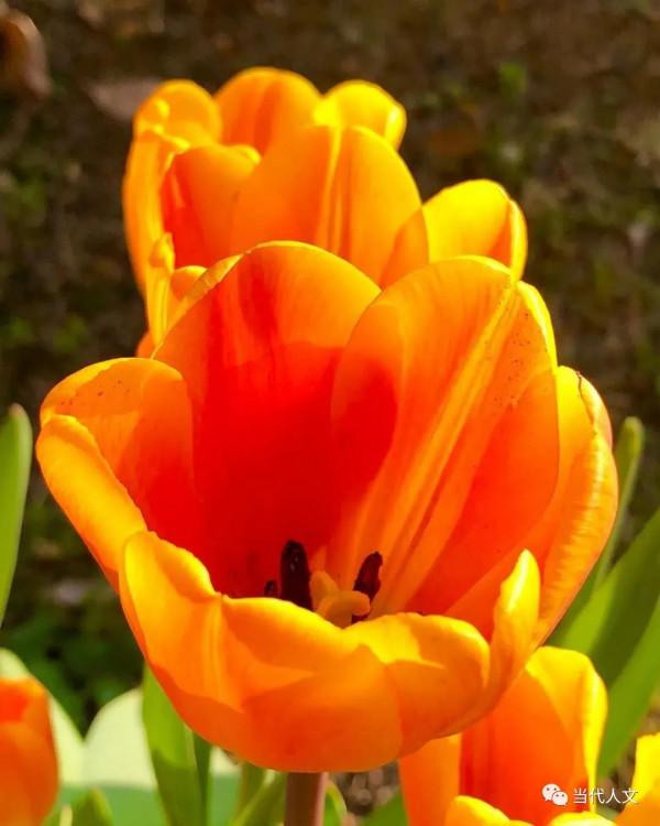 七絕：昨日黃花