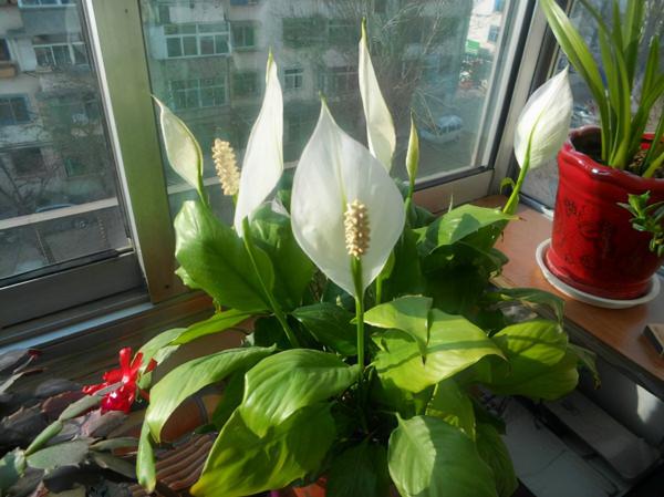 6種“吉利花”，養在客廳最適合，好看又大氣，不見光照也能開爆