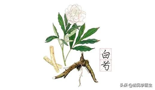 神奇的中醫藥之 平肝止痛妙藥 白芍
