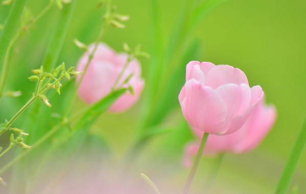 在下月開始，事業會踏上高峰，運勢一路飄紅，快樂包圍