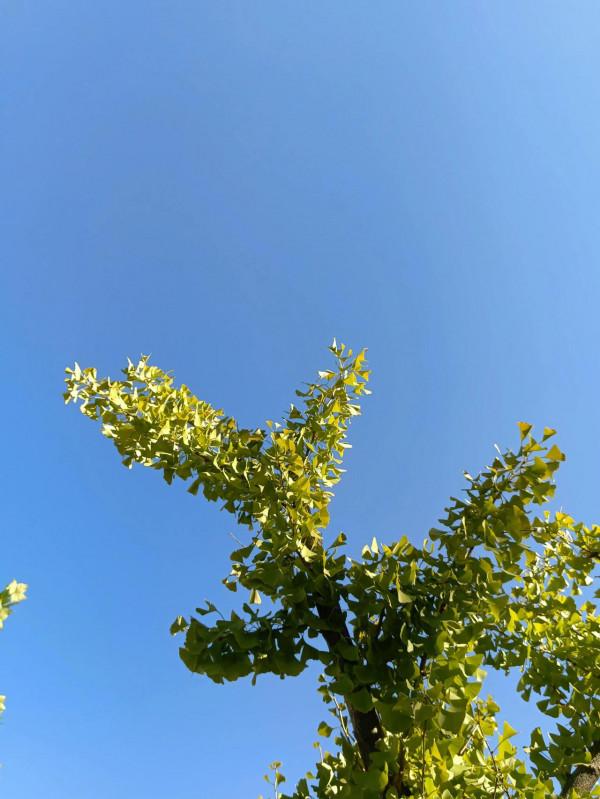 隨筆：《晚年如詩》