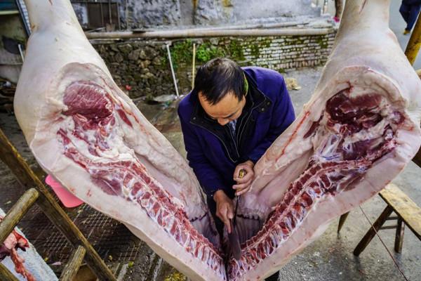 年豬叫，春節到