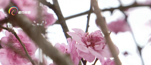 春色正好 和美人梅來一場浪漫的相遇