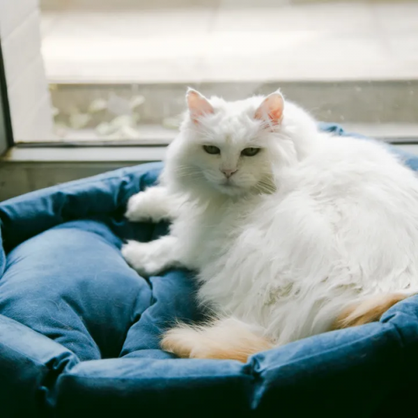 秋膘貼得好不好,體重秤上見分曉 秋膘貼得好不好,體重秤上見分曉