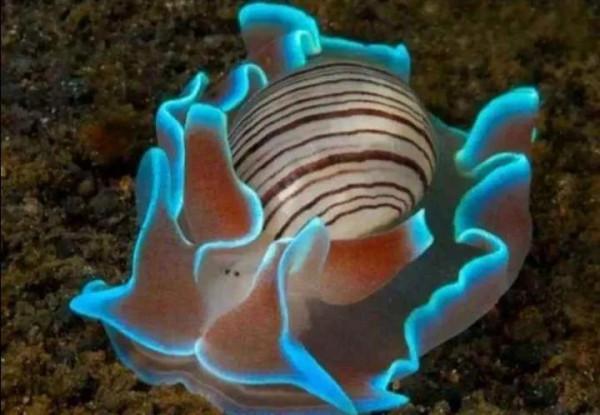 可愛呆萌的海兔，美出天際的海兔——海兔大全