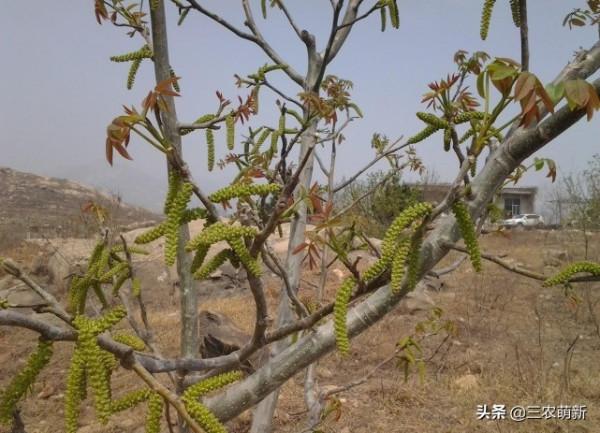 帶你認識16種不同的野菜，附帶圖片和吃法，若見到請珍惜