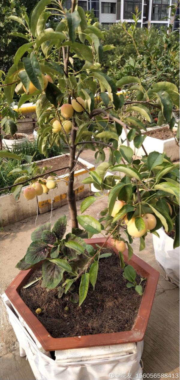 1棵蘋果樹,學會這6步,變成“高階”盆景 1棵蘋果樹,學會這6步,變成“高階”盆景