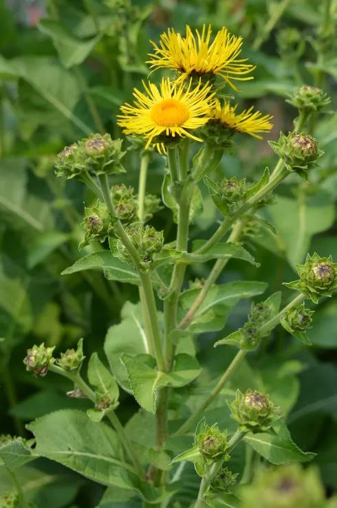 中藥古今研究：土木香