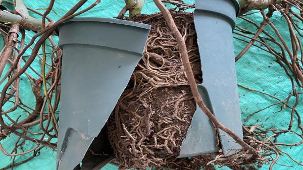 秋天給龜背竹換個大盆,注意3個重點,緩苗快,不黃葉不爛根 秋天給龜背竹換個大盆,注意3個重點,緩苗快,不黃葉不爛根