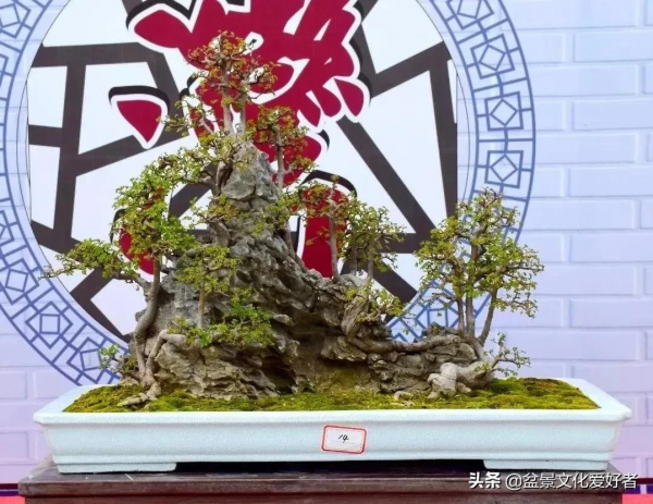 當下盆景界的騙局 當下盆景界的騙局