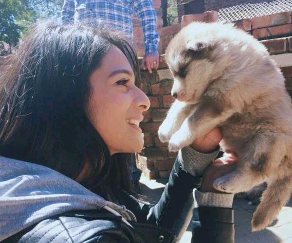 小狗喜歡趴在女主人身上睡覺,如今150斤重,卻忘記了長大 小狗喜歡趴在女主人身上睡覺,如今150斤重,卻忘記了長大