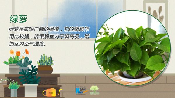 「健康解碼」冬季室內乾燥，這些“天然空氣加溼器”瞭解一下