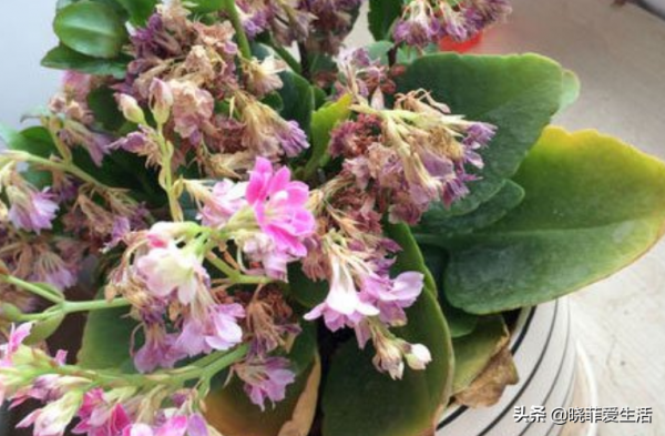 容易被水澆死的“14種花”，手太勤反而養不活