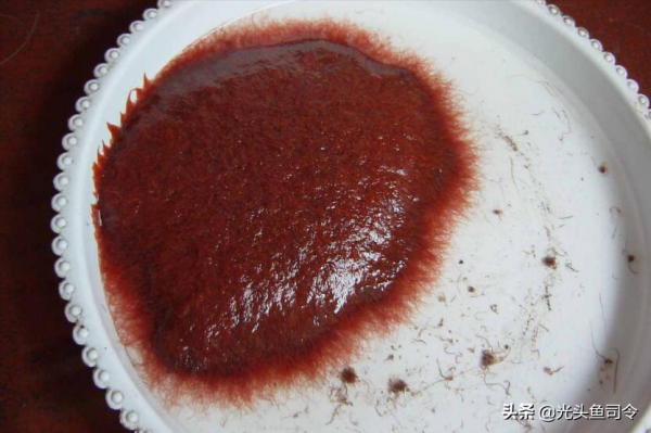 魚類身上常見的6種寄生蟲，5種容易發現，不要吃了後才知道