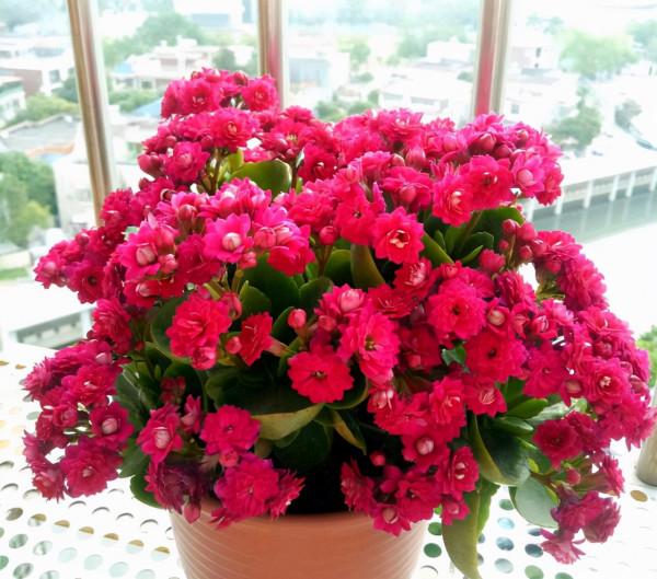 新手養花，首選這10種，一個月不澆水也死不了，幹養少管易開花
