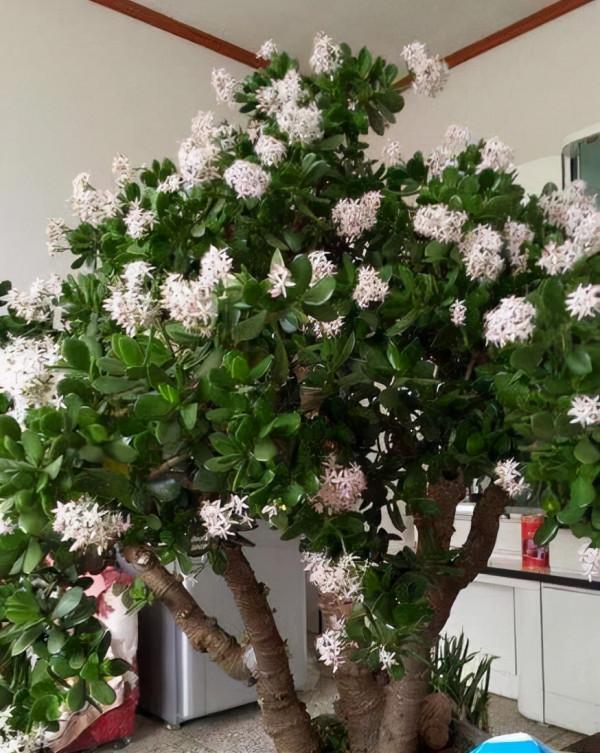 “壽命長”的11種花，好養寓意好，越養越值錢