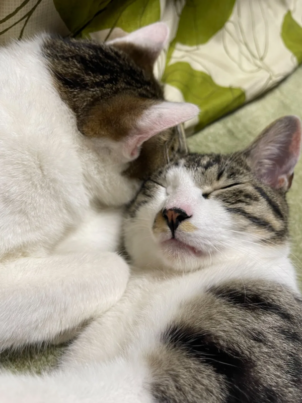 一個人和六隻貓守著一座寺院,吃飯被一群貓環繞會是怎樣的體驗? 一個人和六隻貓守著一座寺院,吃飯被一群貓環繞會是怎樣的體驗?