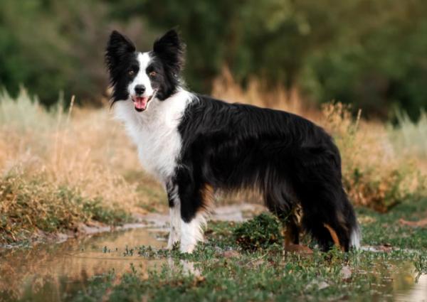 狗狗脫毛排行榜：脫毛多的4種狗和脫毛少的4種狗