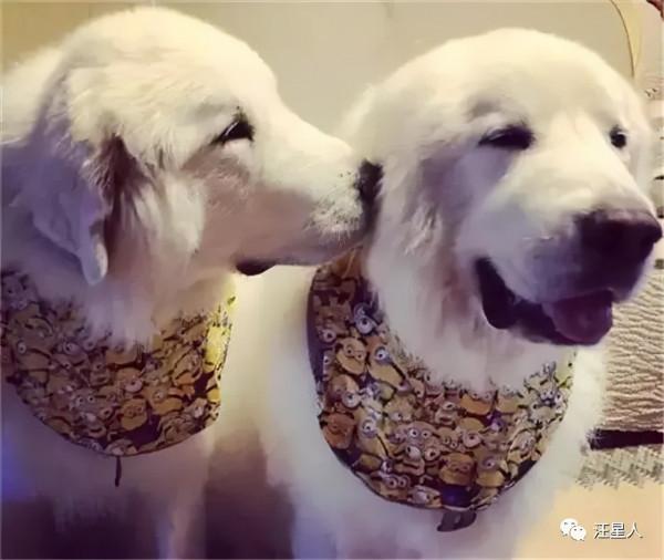 這才是大白熊正確的開啟方式，除了萌那就是炒雞萌