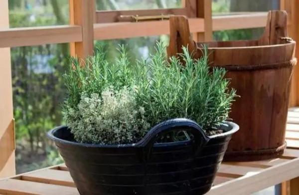 這3種植物蚊子“不喜歡”,現在養一些,夏天剛好可以用來驅蚊 這3種植物蚊子“不喜歡”,現在養一些,夏天剛好可以用來驅蚊