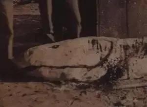 神秘生物_阿爾卑斯塔佐蠕蟲怪