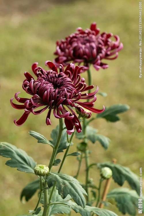 詠菊七絕三十首(30韻) 詠菊七絕三十首(30韻)