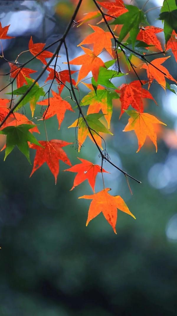 散文:何來人間驚鴻客,只是塵世一俗人 散文:何來人間驚鴻客,只是塵世一俗人