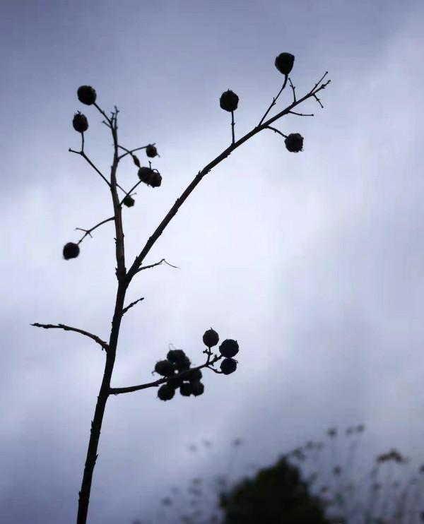 詩歌丨秋去冬來