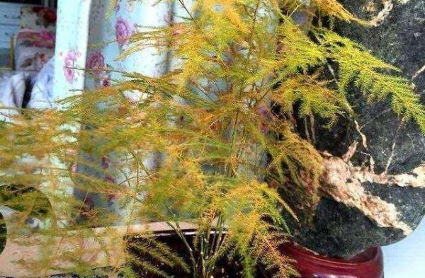 新的一年，想要養好花，要先改正6個&OpenCurlyDoubleQuote;壞習慣&rdquo;