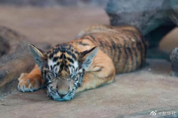 “秋老虎”來了