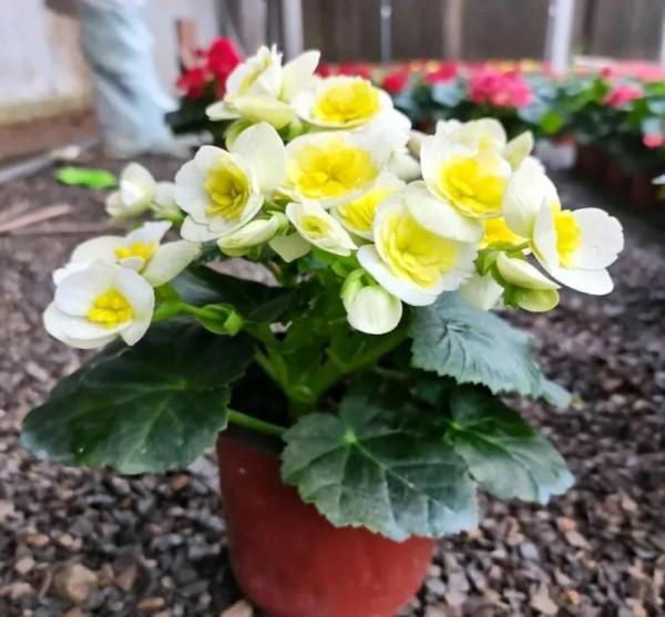 公認的4種一次性花,養護難度高,經驗少的朋友別入“坑” 公認的4種一次性花,養護難度高,經驗少的朋友別入“坑”