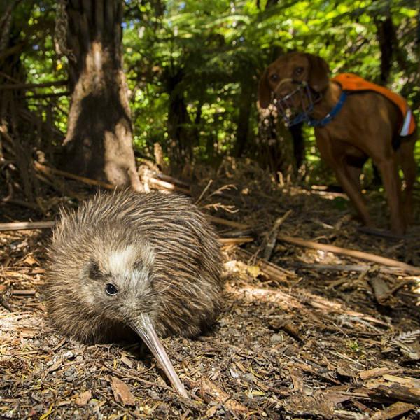 狗狗工作11年救下1700多隻瀕危奇異鳥！終於退休躺沙發啦