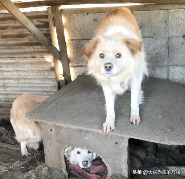 兩隻狗狗被關籠中9年,小狗從小到老未出門,唯有狗媽相伴,可憐 兩隻狗狗被關籠中9年,小狗從小到老未出門,唯有狗媽相伴,可憐