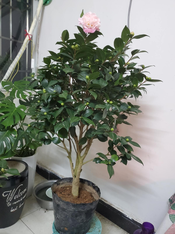 養花要參考的“五大維度”,養花大師都表示贊同,值得收藏 養花要參考的“五大維度”,養花大師都表示贊同,值得收藏