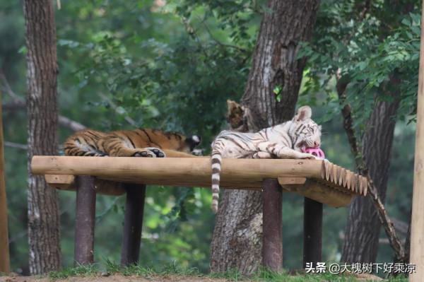 北京野生動物園的小老虎太萌、太可愛