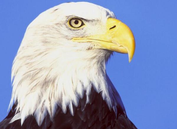 人類明明體格不壯,力量也不強,為什麼卻長著頂級捕獵者的眼睛? 人類明明體格不壯,力量也不強,為什麼卻長著頂級捕獵者的眼睛?