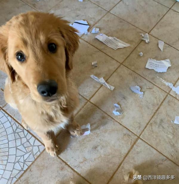 心疼主人一秒鐘，看看這些闖禍精和它們的“罪行”