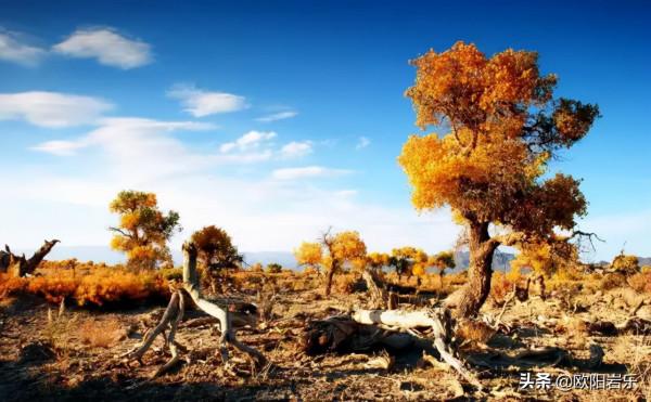 國內這6個地方的胡楊林，美得無法無天！此生一定要去看一次