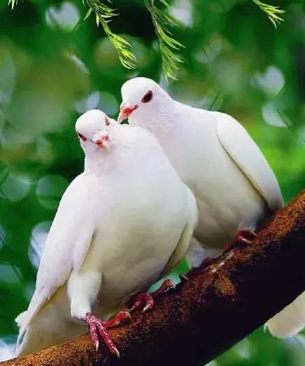 點亮愛的翅膀，帶著你一路飛翔，旅途有你，便是天堂