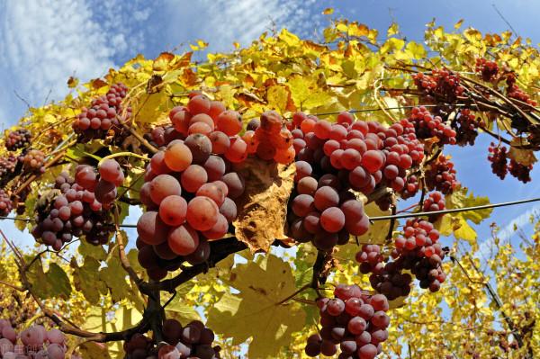 張騫帶回的西域朋友們 張騫帶回的西域朋友們