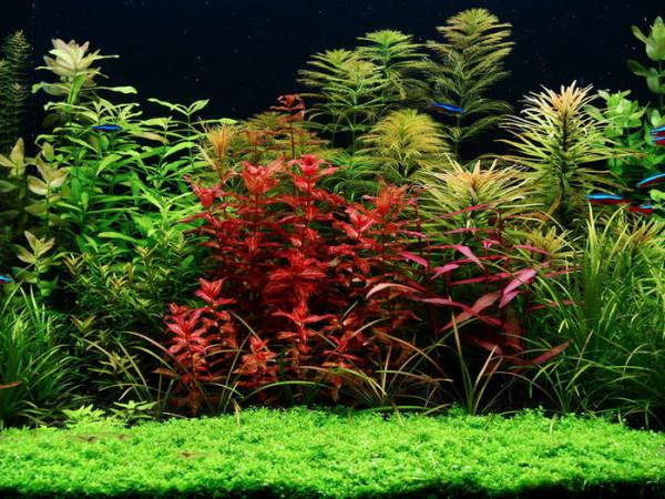 怎樣才能養出一缸讓人垂涎的水草