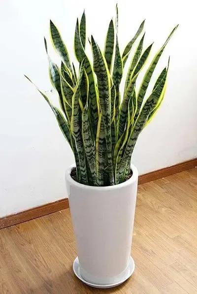 冬季花市最常見的植物哪些怕冷？這裡總結了十多種，你養過嗎