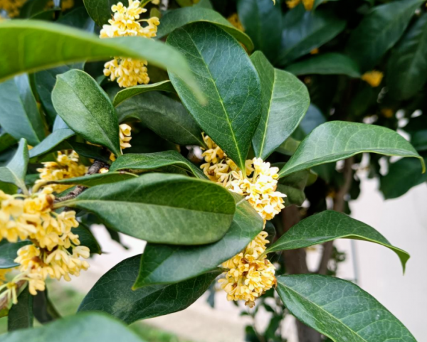 養桂花,室內盆栽12月牢記4點,花開滿枝,滿屋飄香 養桂花,室內盆栽12月牢記4點,花開滿枝,滿屋飄香